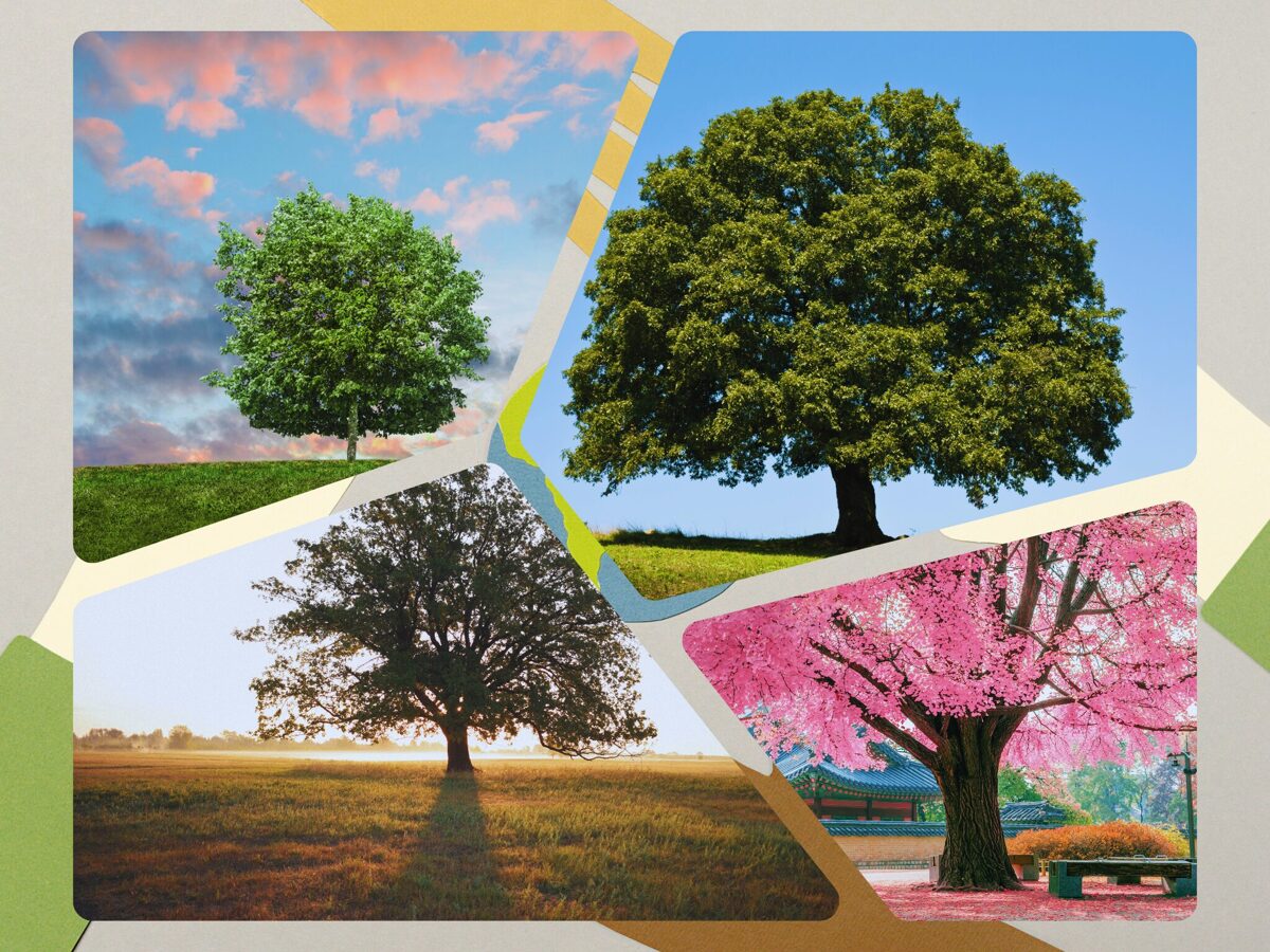 The_Multifaceted_Benefits_of_Trees_-_Shade__Oxygen__and_Environmental_Refreshment__Medium_.jpg